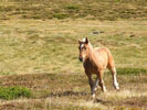 Poulain