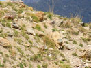 Marmotte