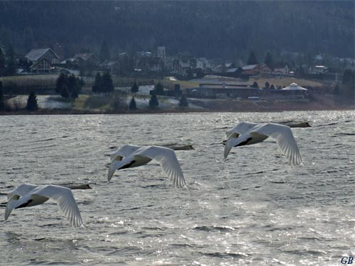 cygne