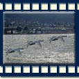 cygne